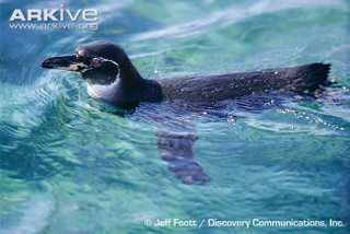 Illustration for article titled Flightless Friday - Spheniscus mendiculus